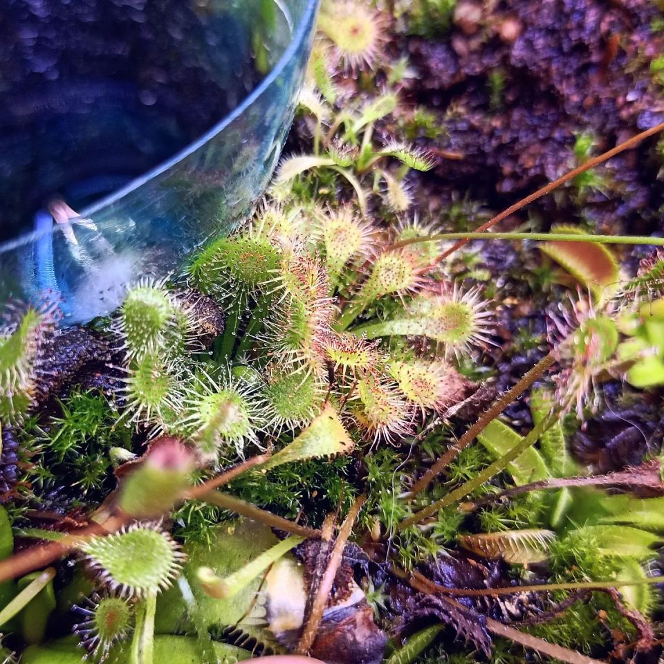 Drosera tokaiensis