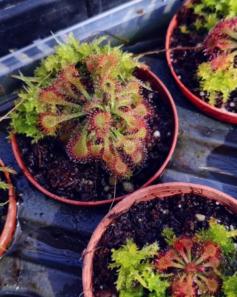 Drosera tokaiensis