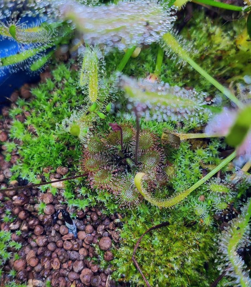 Drosera tokaiensis