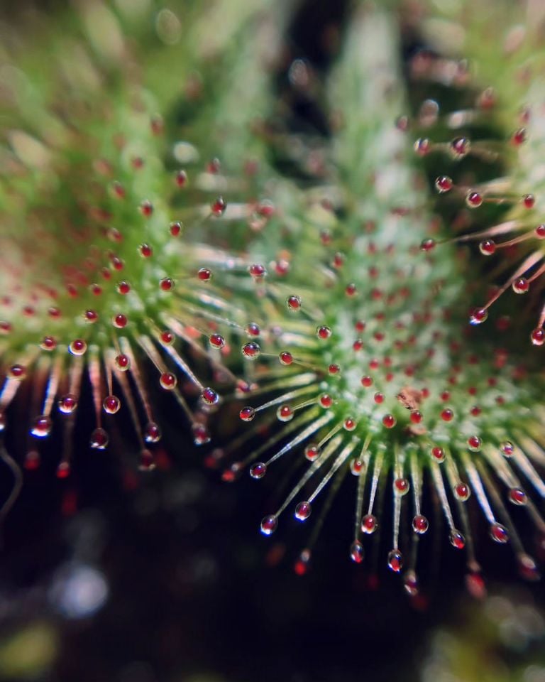 Drosera tokaiensis