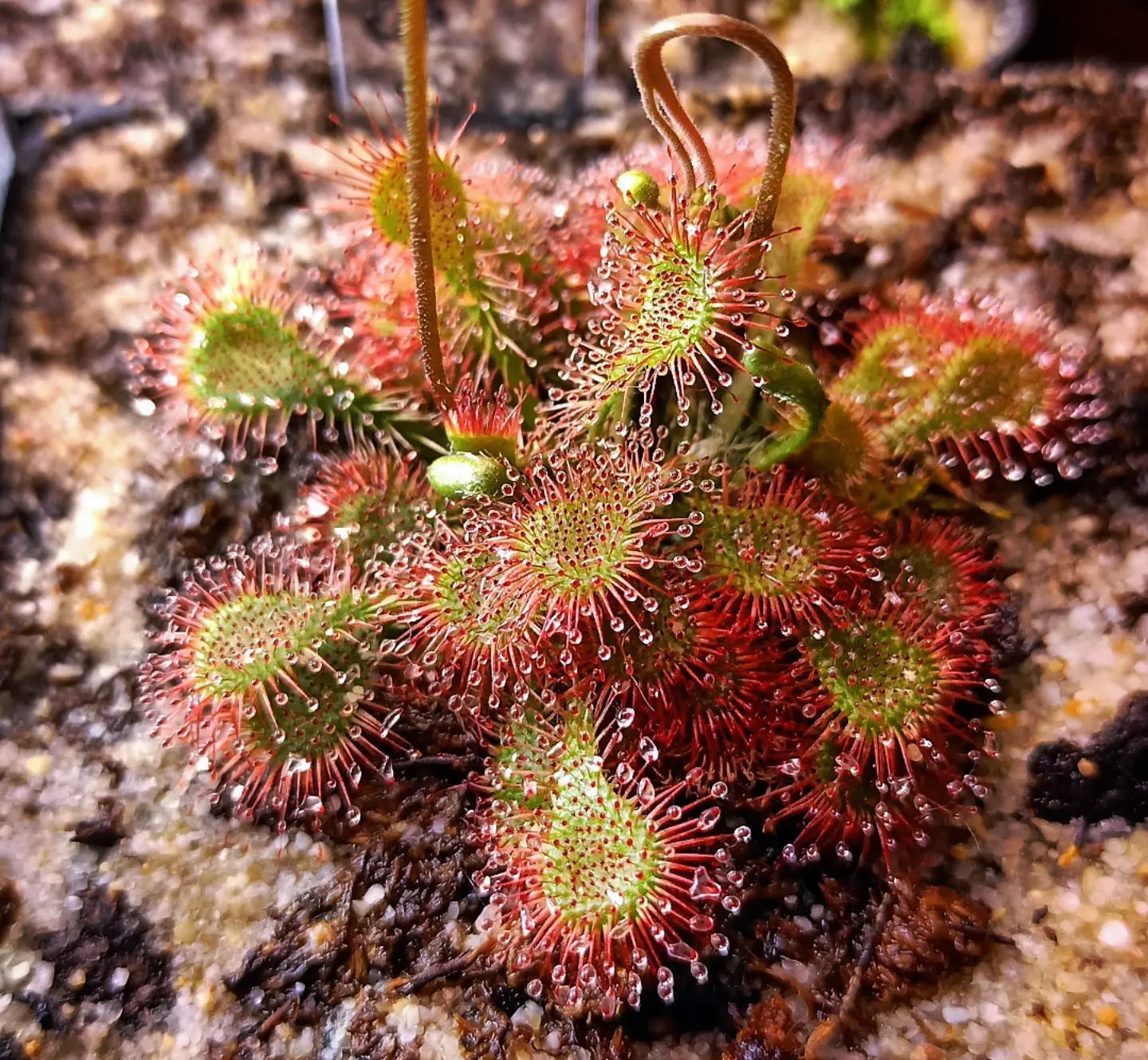 Drosera tokaiensis