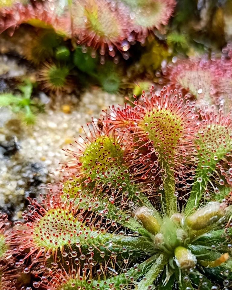 Drosera tokaiensis