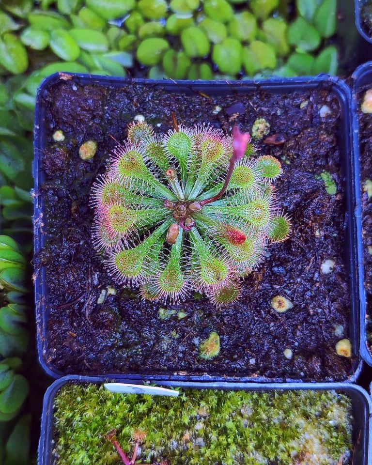 Drosera tokaiensis