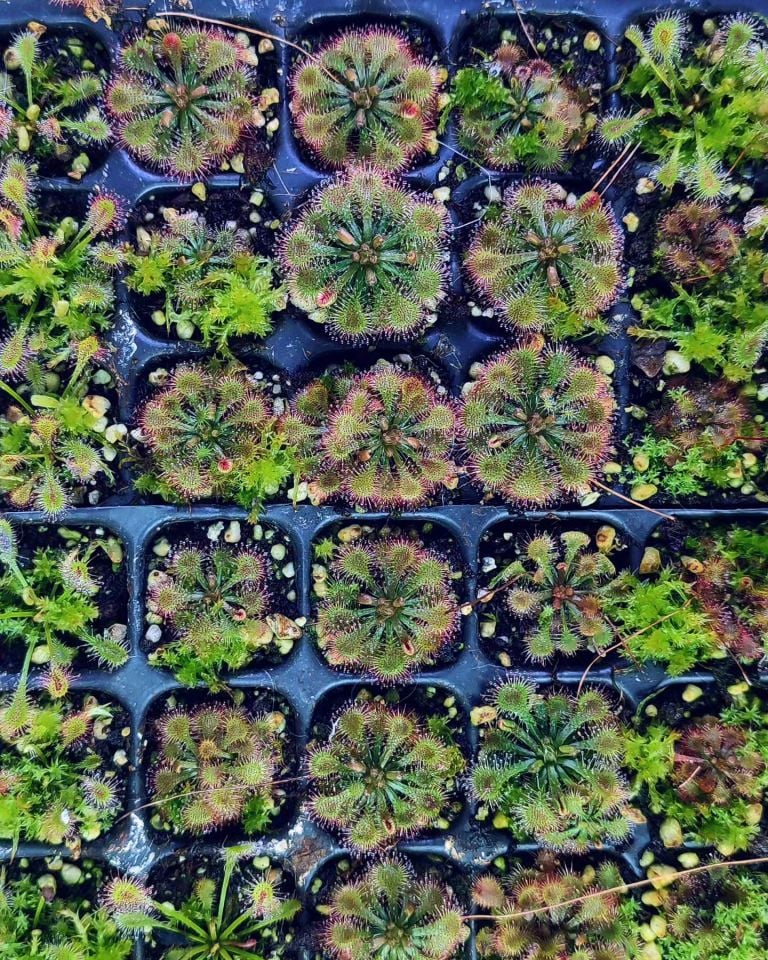 Drosera tokaiensis