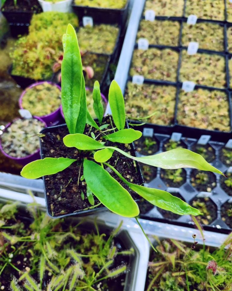 Utricularia longifolia