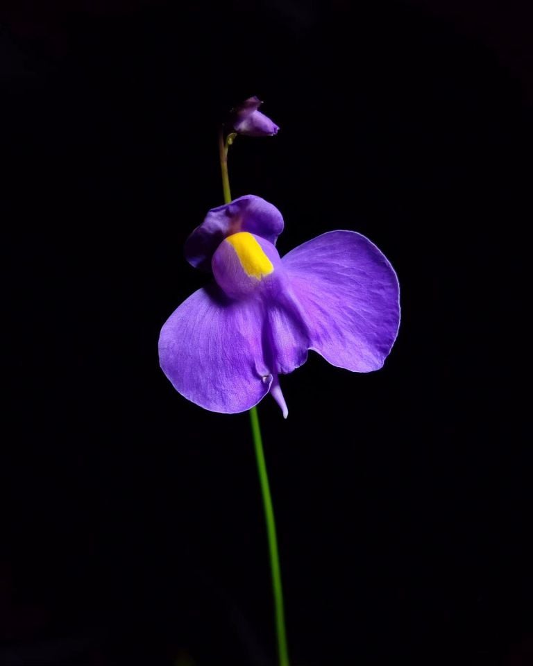 Utricularia longifolia