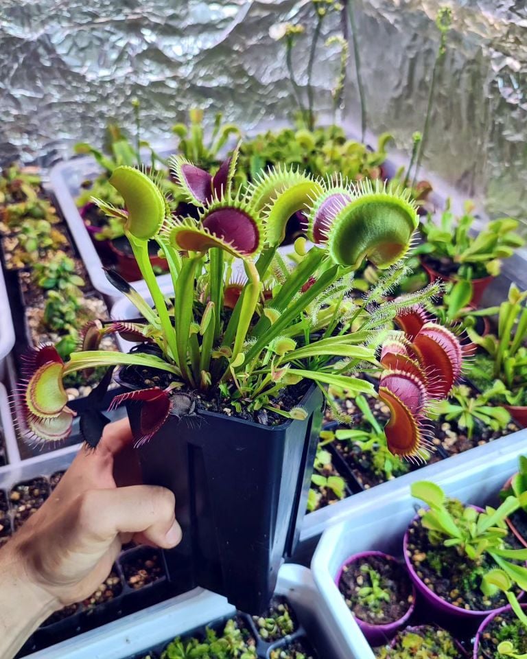 Dionaea muscipula 'mf big dracula'