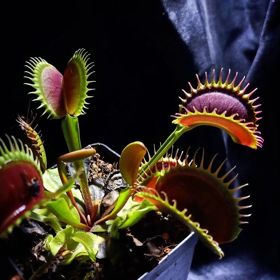 Dionaea muscipula 'mf big dracula'