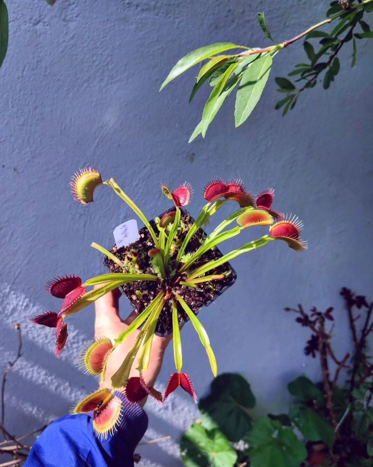 Dionaea muscipula 'mf big dracula'