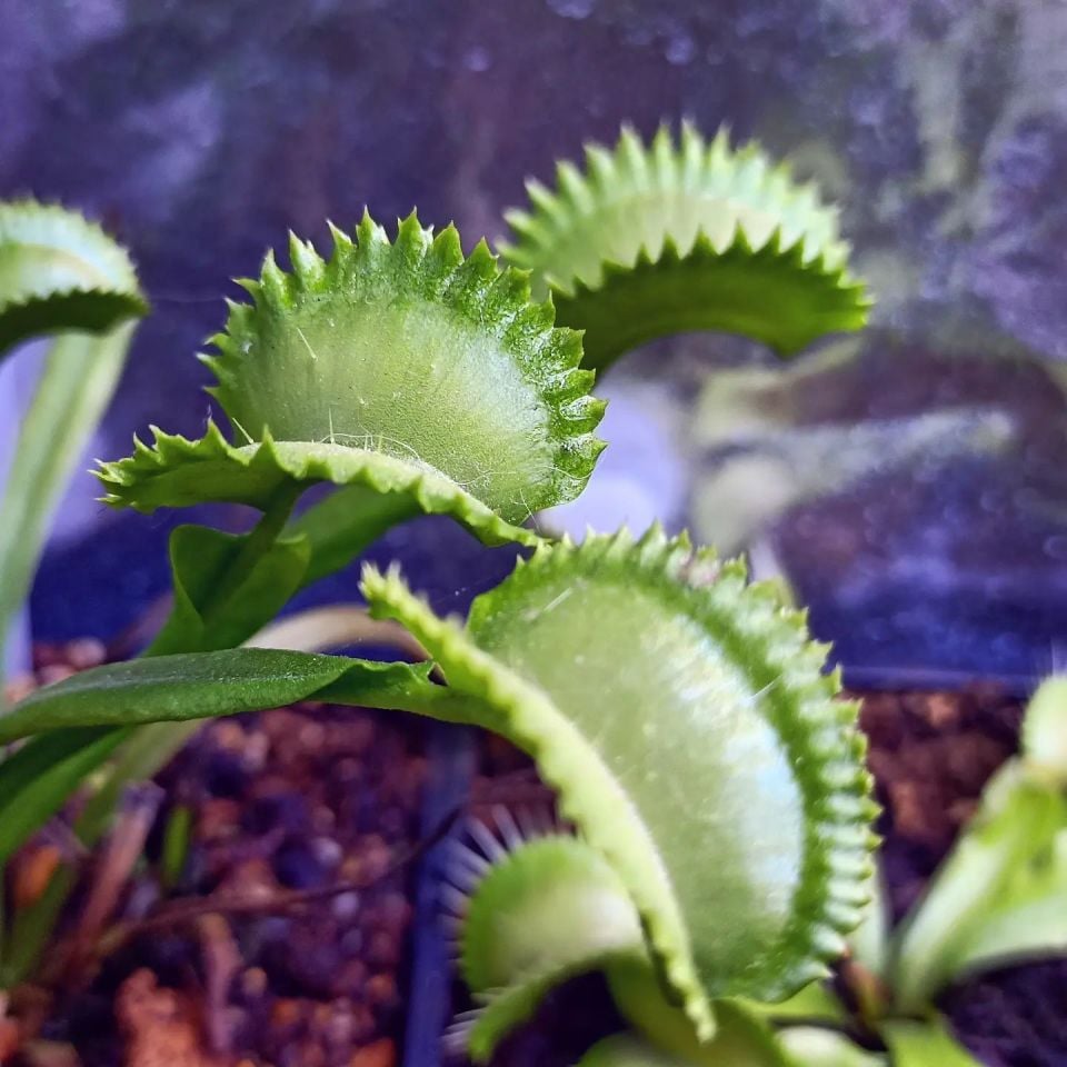 Dionaea muscipula 'mf big dracula'