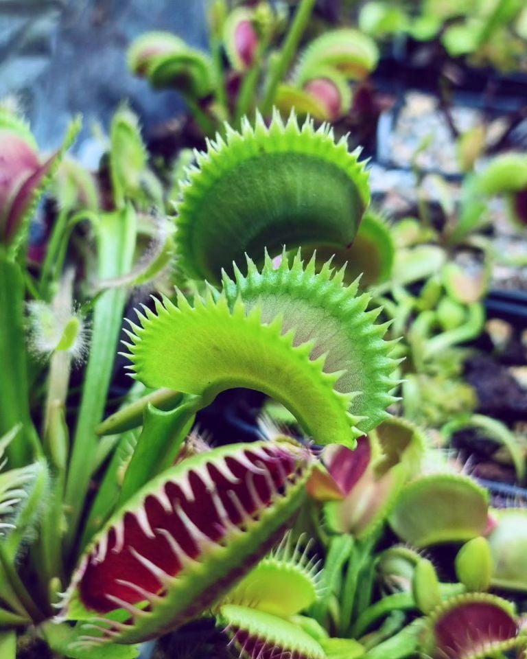 Dionaea muscipula 'mf big dracula'
