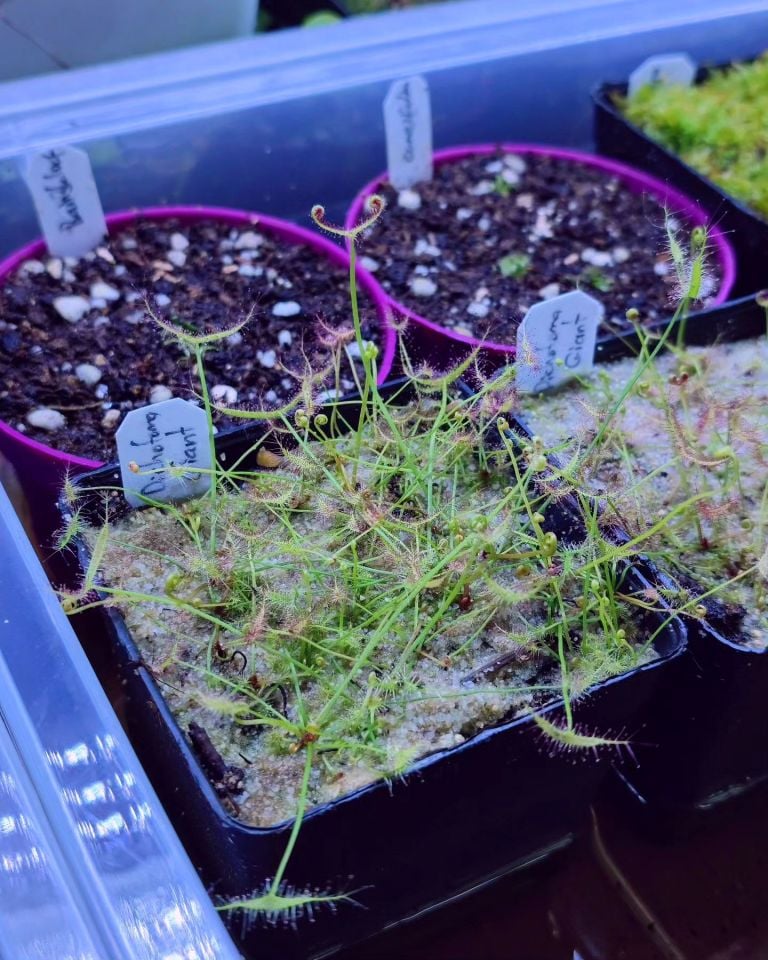 Drosera binata ''Dichotoma Giant''