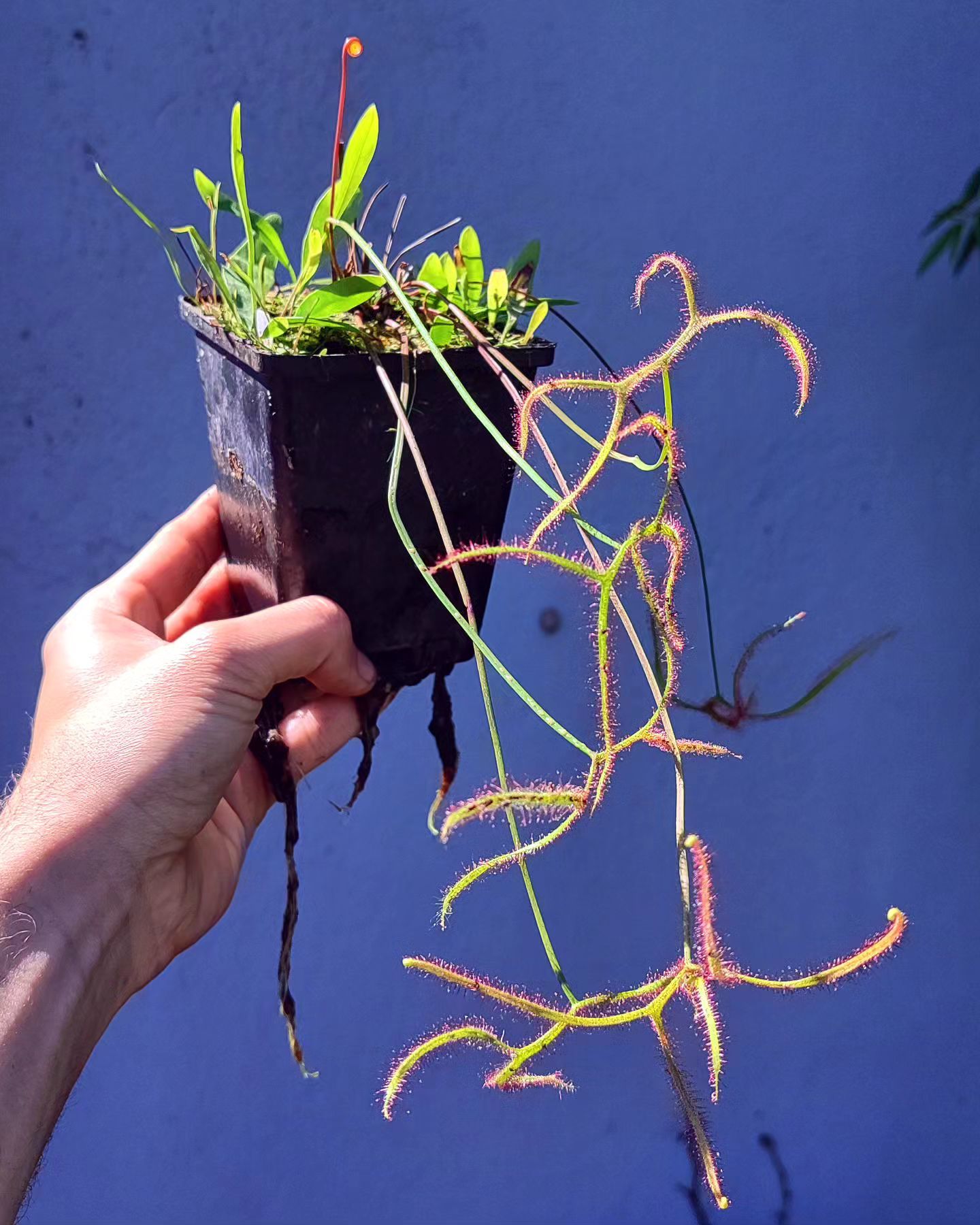 Drosera binata ''Dichotoma Giant''
