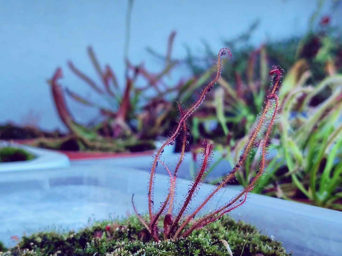 Drosera filiformis ''red''