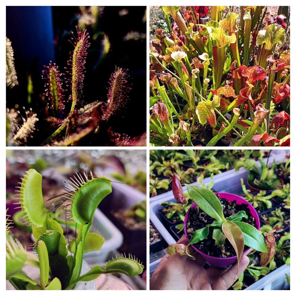 4 Farklı Tür Etobur Bitki Seti