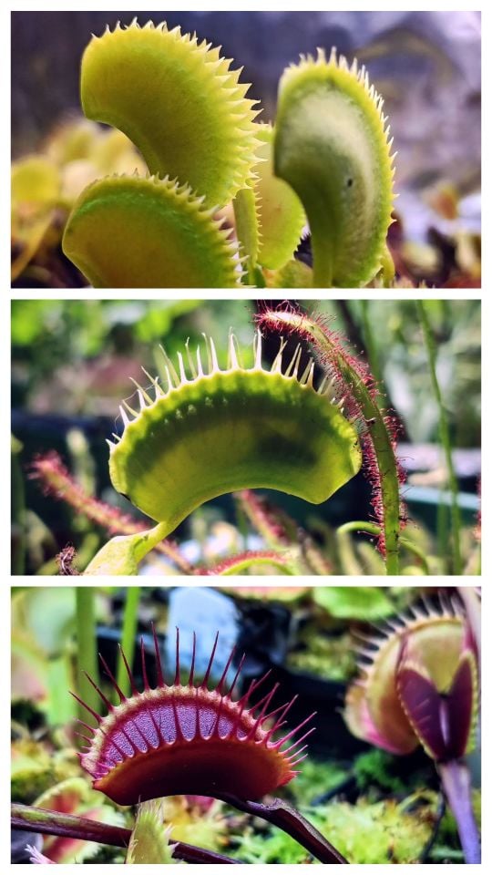 Dionaea muscipula Koleksiyon Seti 3 Farklı Özel Tür