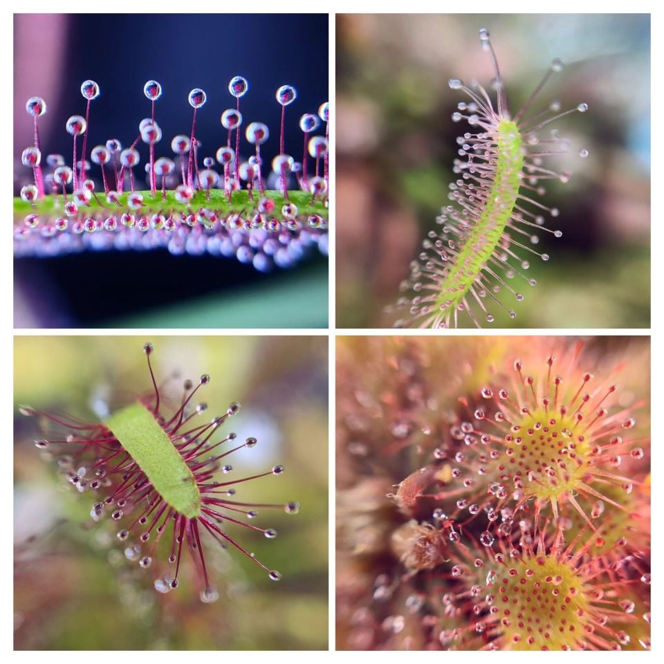 Drosera set 4 Farklı Tür Yetişkin Drosera