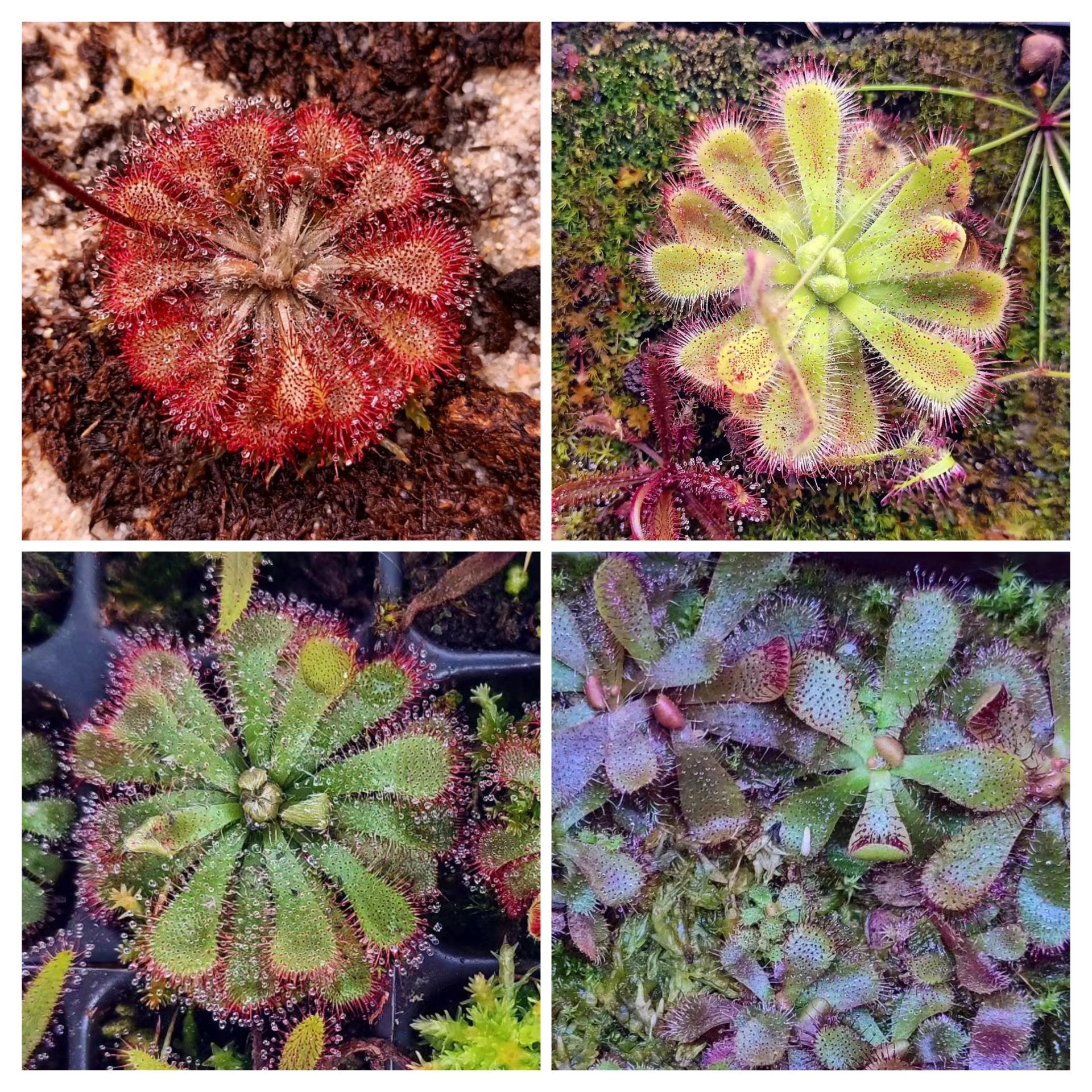 Rozet Formlu Drosera Set 4 Farklı Tür