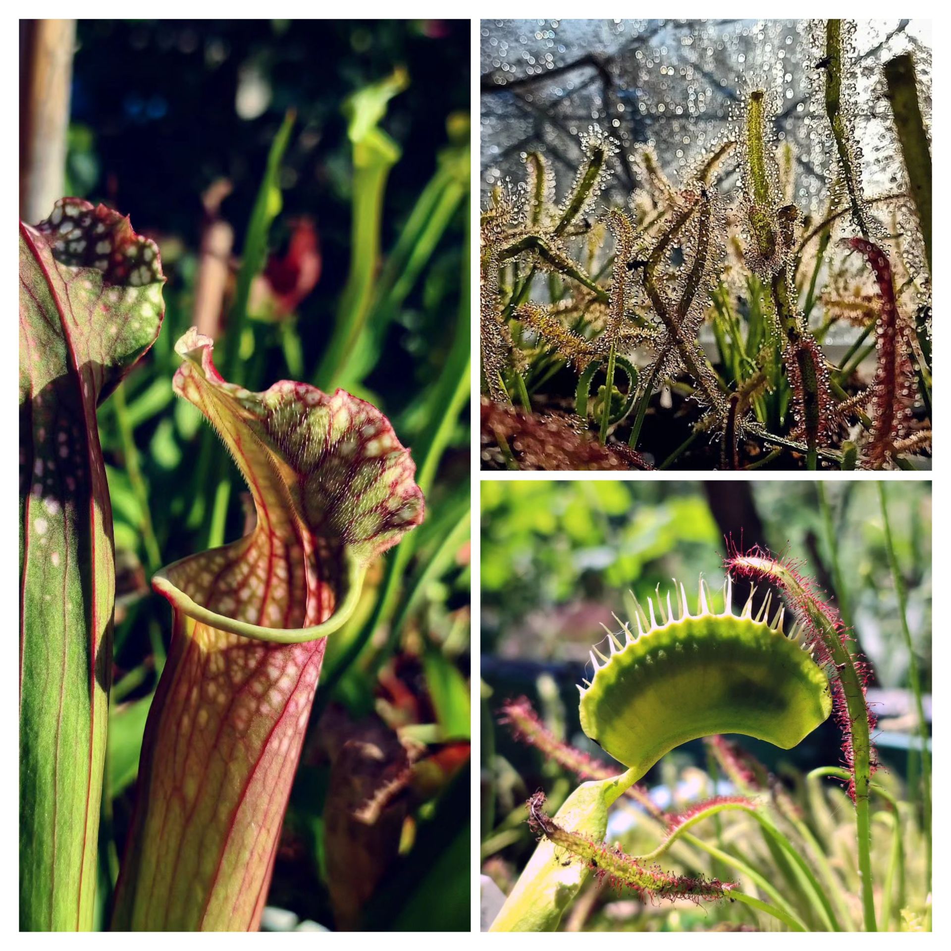 Etobur Bitki Başlangıç Seti Yetişkin Boy 3 Bitki