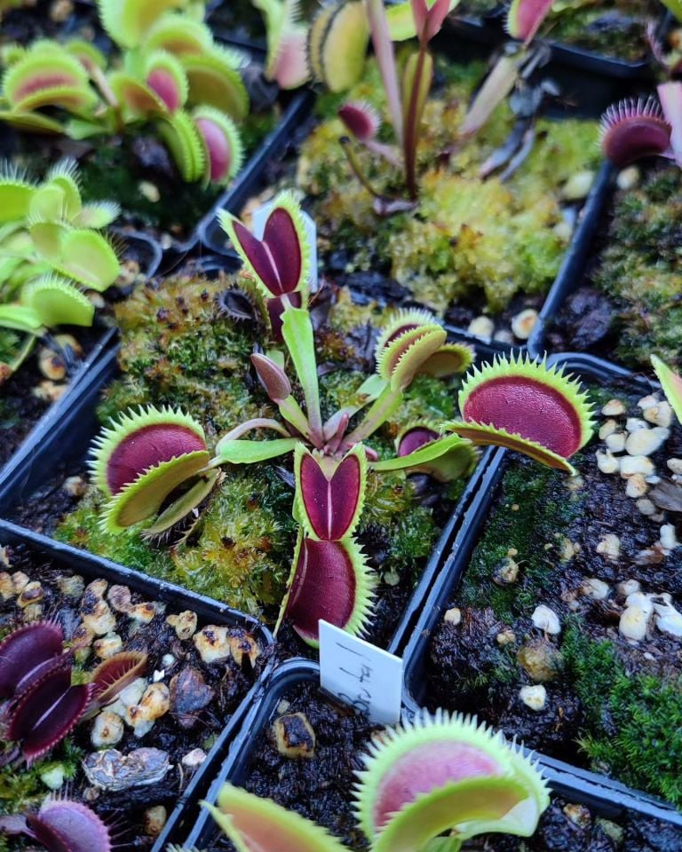 Dionaea muscipula ''dentate''