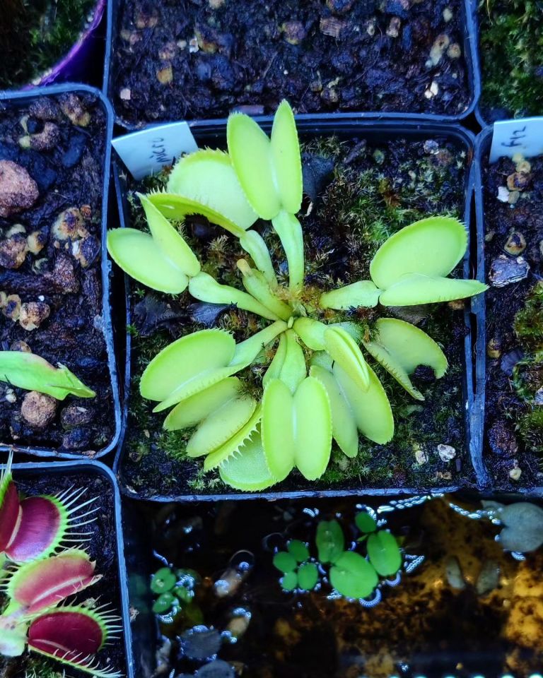 Dionaea muscipula ''green microdent''
