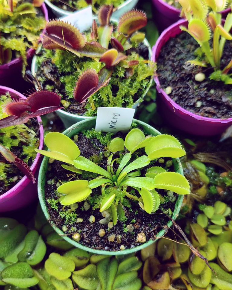 Dionaea muscipula ''green microdent''
