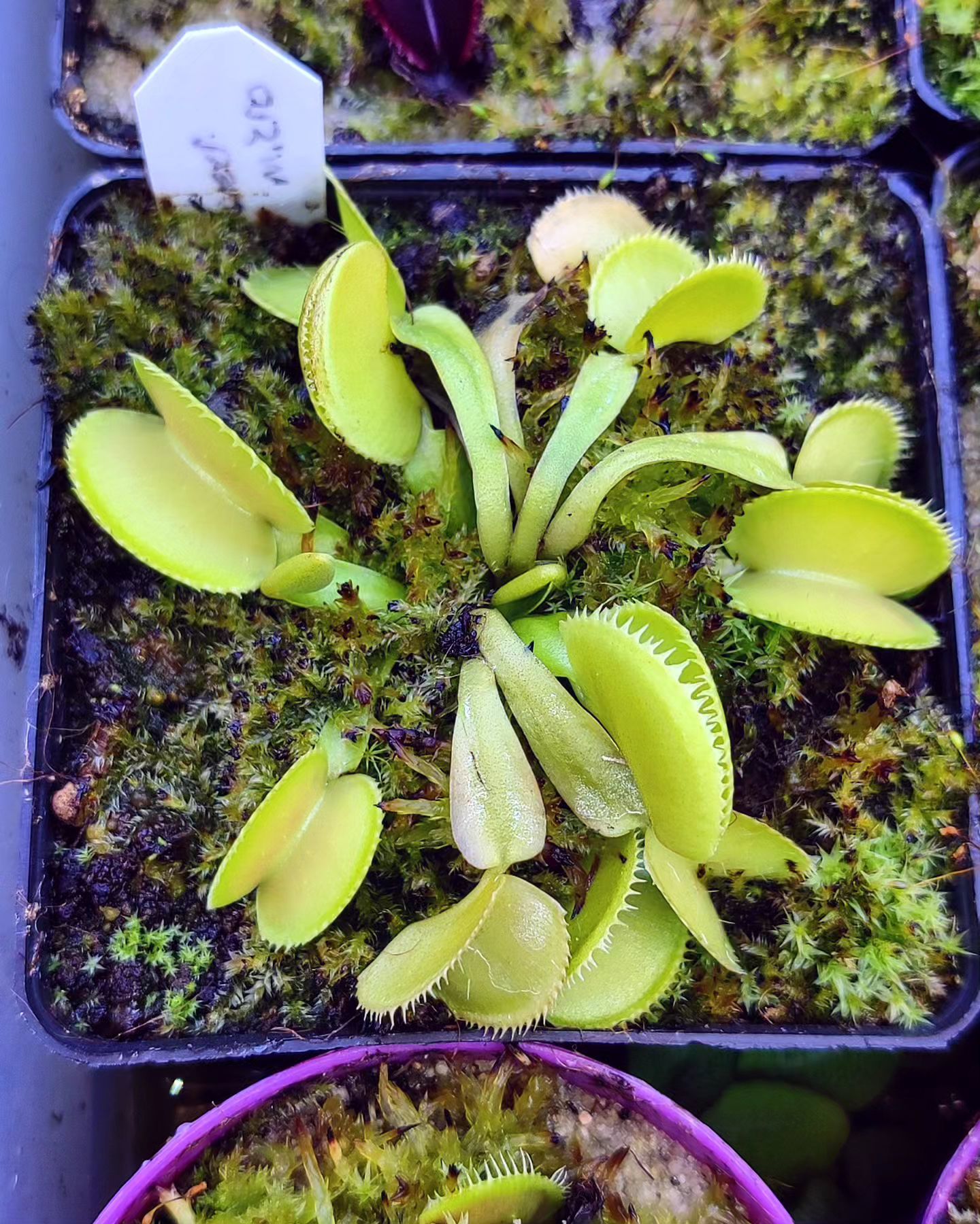 Dionaea muscipula ''green microdent''