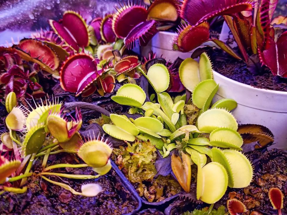 Dionaea muscipula ''green microdent''