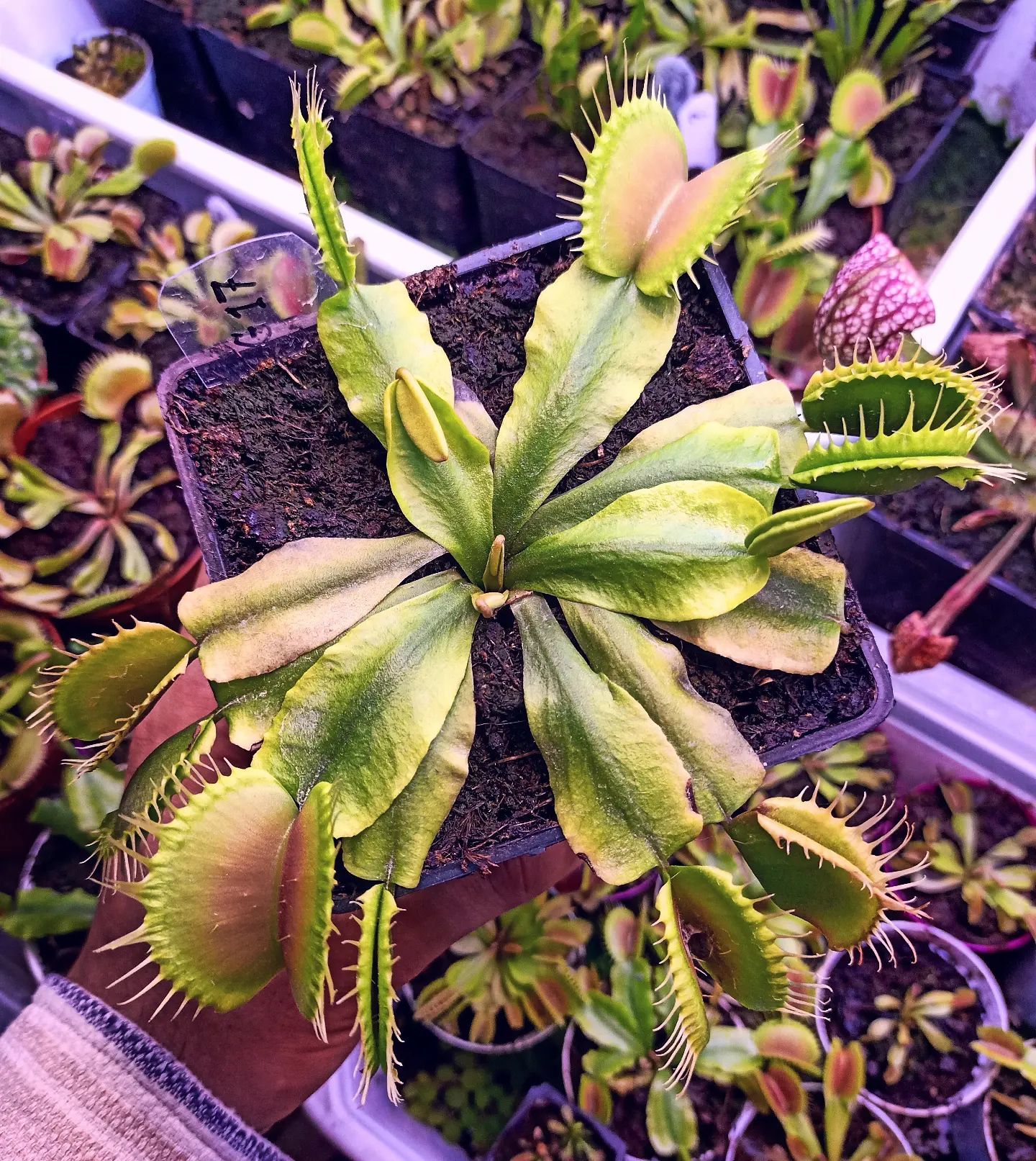 Dionaea muscipula ''G17'' Büyük Kapanlı Varyete