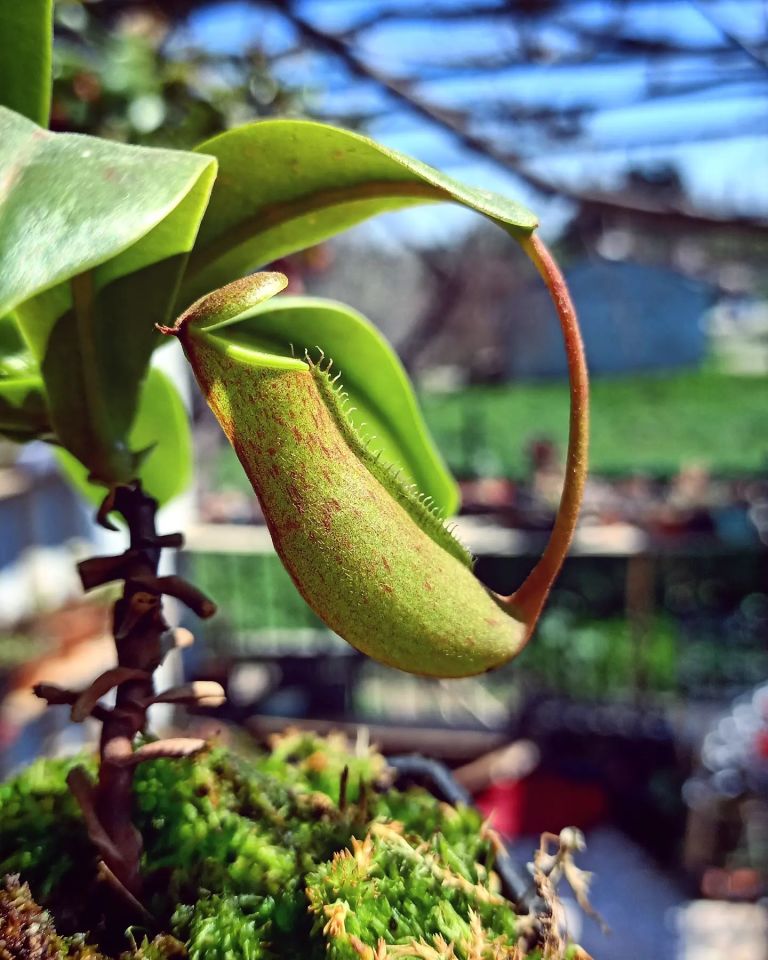 Nepenthes Alata Saf Tür