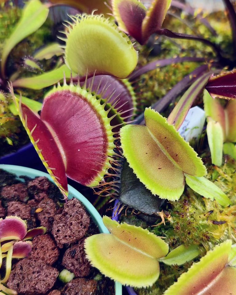 Dionaea muscipula ''la grosse a gui gui''