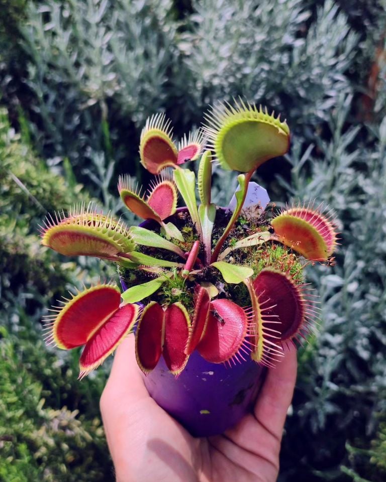 Dionaea muscipula ''la grosse a gui gui''