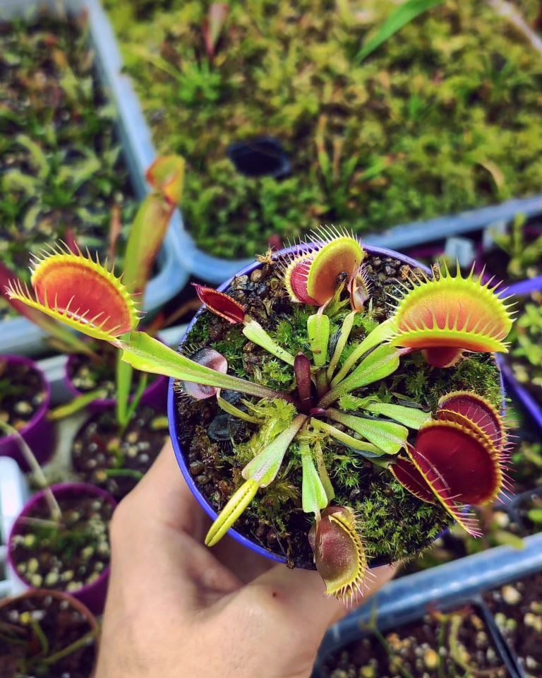 Dionaea muscipula ''la grosse a gui gui''