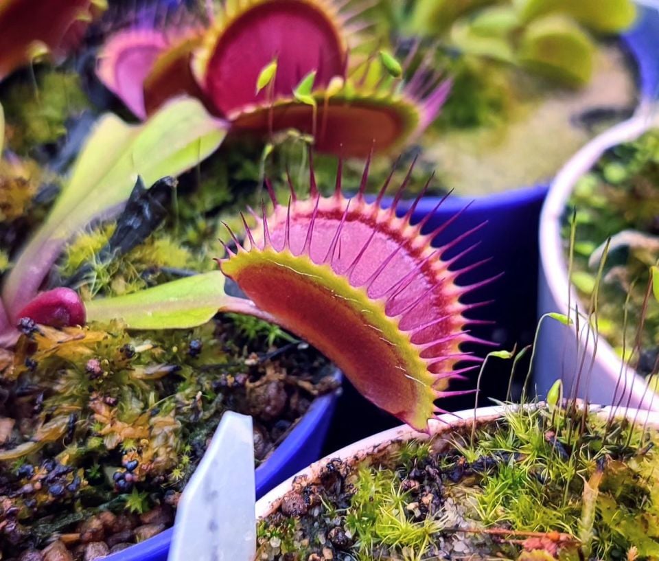 Dionaea muscipula ''la grosse a gui gui''