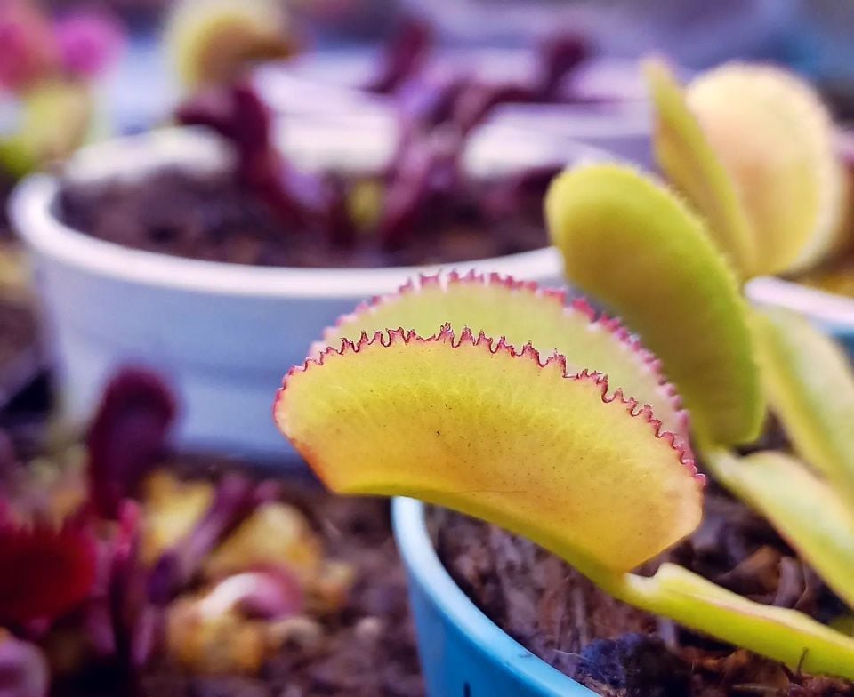 Dionaea muscipula ''whale''