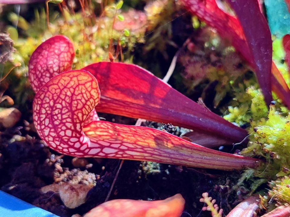 Sarracenia psittacina