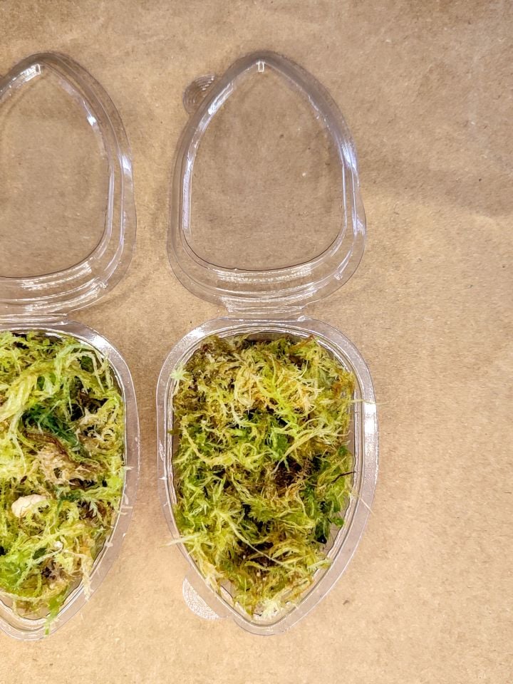 Canlı Sphagnum Moss 50cc