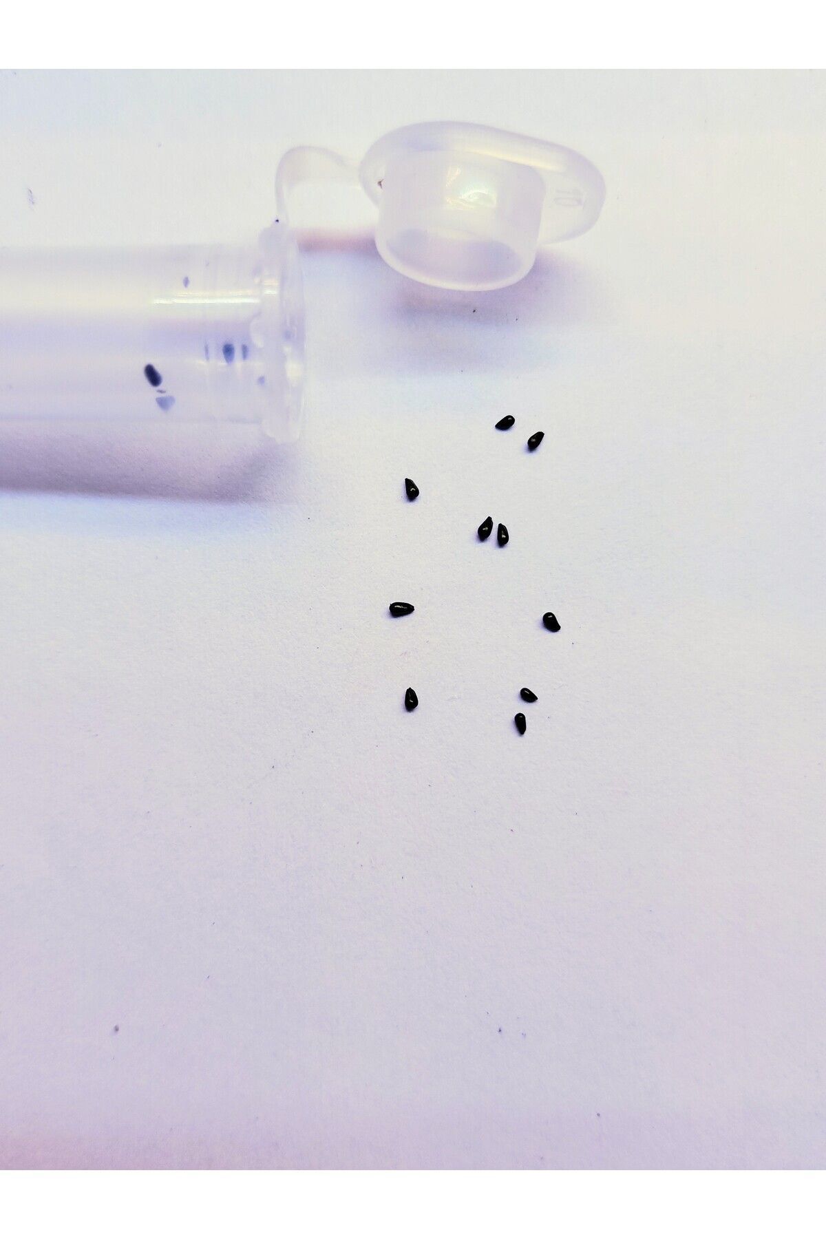 Dionaea Muscipula DC XL Tohum Yetiştirme Kiti Dev Kapanlı