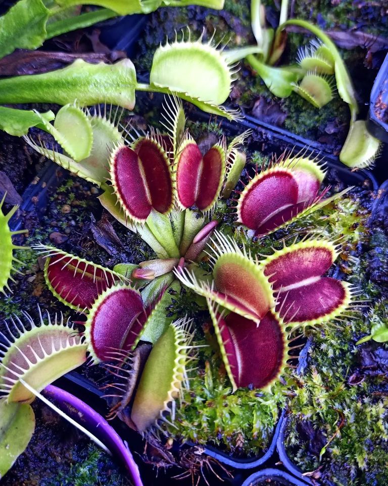 Dionaea Muscipula DC XL Tohum Yetiştirme Kiti Dev Kapanlı
