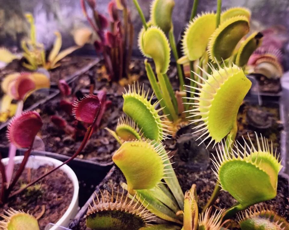 Dionaea Muscipula DC XL Tohum Yetiştirme Kiti Dev Kapanlı