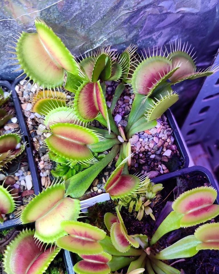 Dionaea Muscipula DC XL Tohum Yetiştirme Kiti Dev Kapanlı