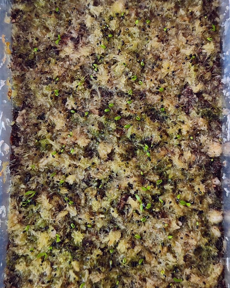 Dionaea Muscipula DC XL Tohum Yetiştirme Kiti Dev Kapanlı