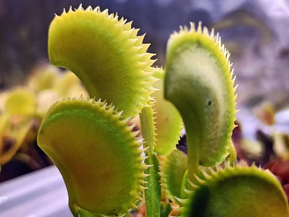 Dionaea muscipula ''dentate X11''