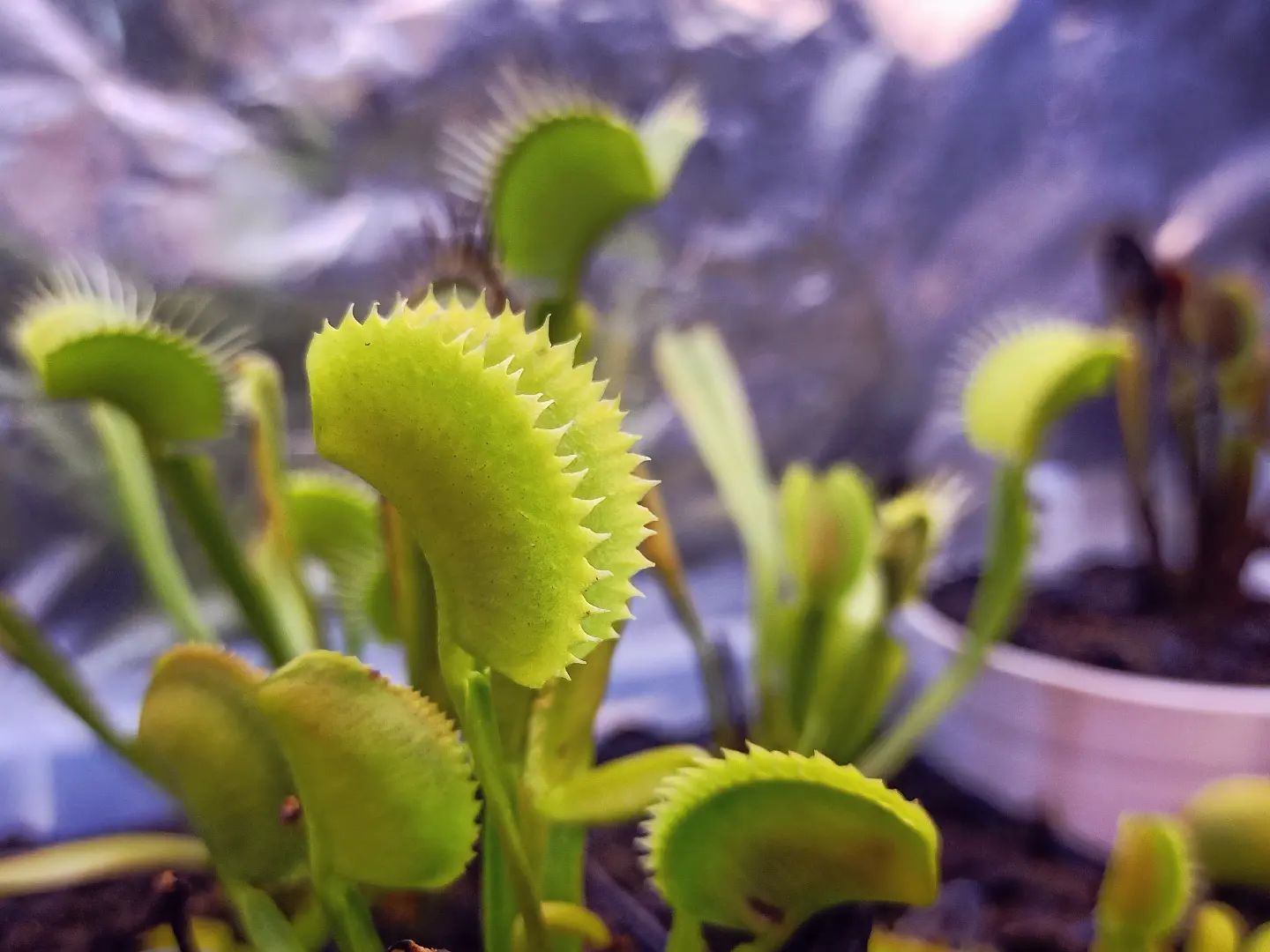 Dionaea muscipula ''dentate X11''