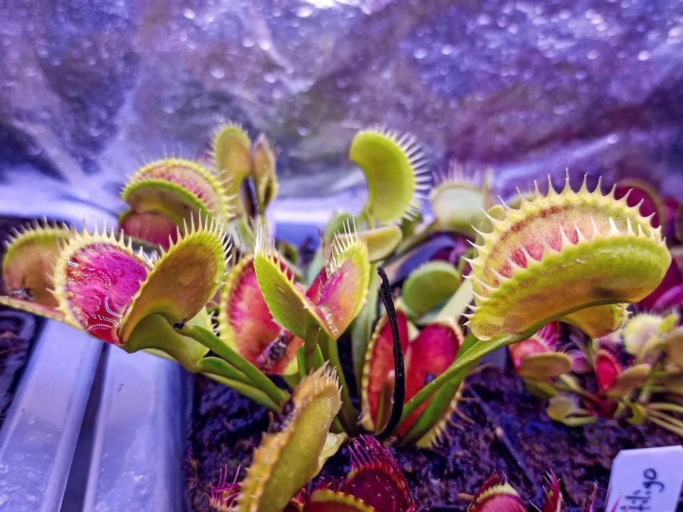 Dionaea muscipula ''dentate X11''