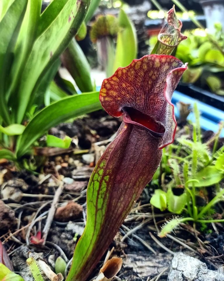 Sarracenia purpurea ''stolonifera''