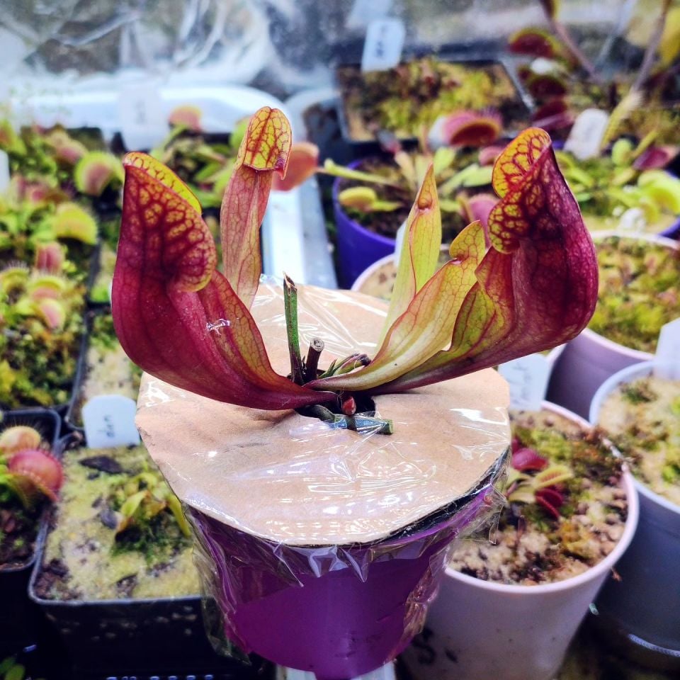 Sarracenia purpurea ''stolonifera''