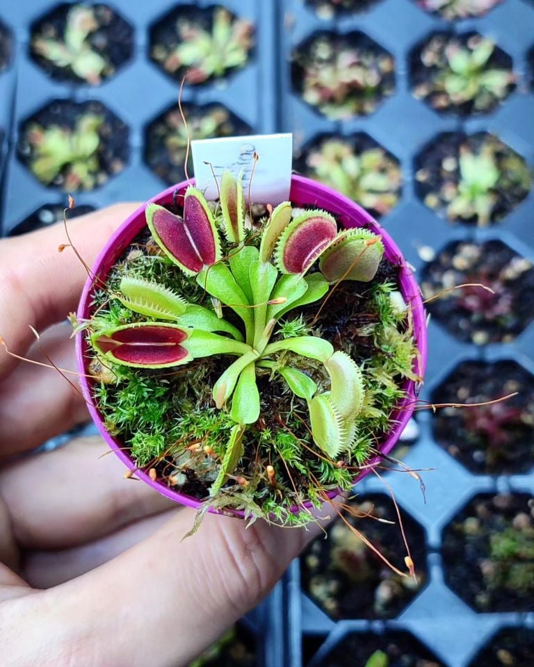 Dionaea muscipula ''vitiligo''