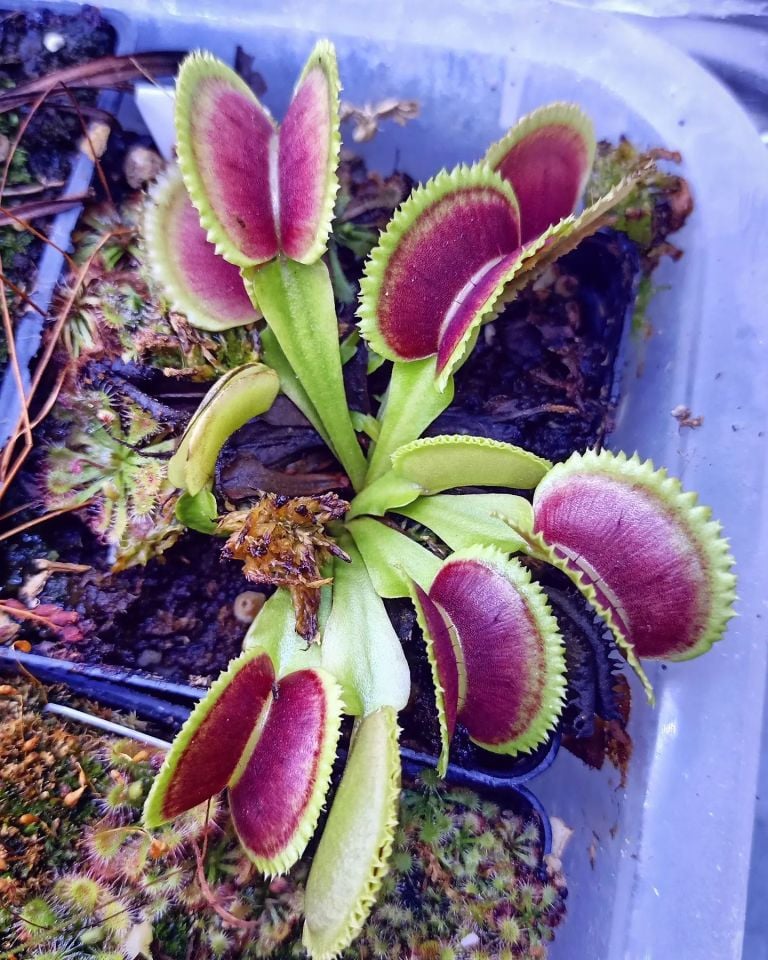 Dionaea muscipula ''vitiligo''