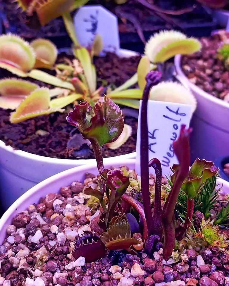 Dionaea muscipula ''AR Werewolf''